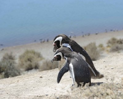 Penguin, Magellanic, 2-123011-Punta Cero, Peninsula Valdes, Argentina-#0250.jpg