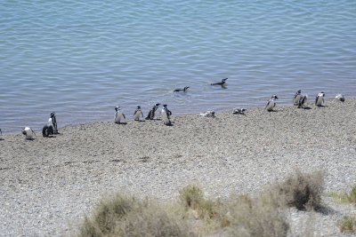Penguin, Magellanic, Beach Landing-123011-Punta Cero, Peninsula Valdes, Argentina-#0155.jpg