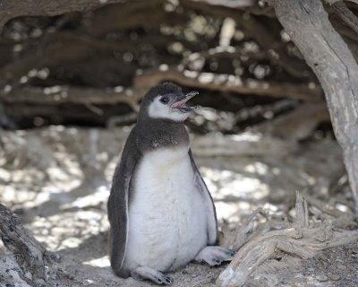 Penguin, Magellanic, Chick-123111-Punta Tombo, Argentina-#0507.jpg