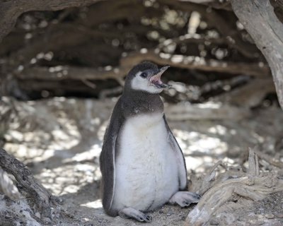 Penguin, Magellanic, Chick-123111-Punta Tombo, Argentina-#0509.jpg