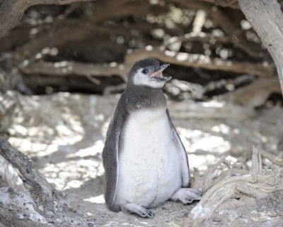 Penguin, Magellanic, Chick-123111-Punta Tombo, Argentina-#0512.jpg