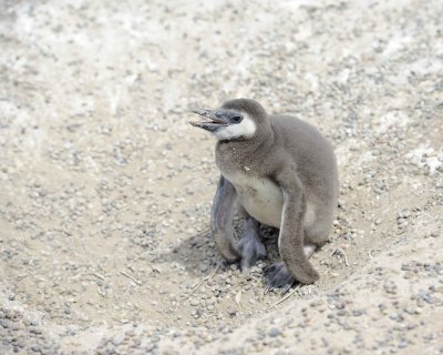 Penguin, Magellanic, Chick-123111-Punta Tombo, Argentina-#0682.jpg