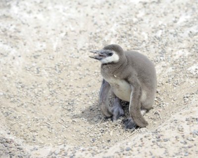 Penguin, Magellanic, Chick-123111-Punta Tombo, Argentina-#0683.jpg