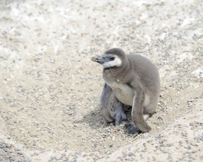 Penguin, Magellanic, Chick-123111-Punta Tombo, Argentina-#0684.jpg