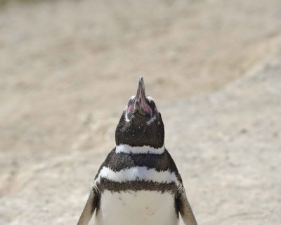 Penguin, Magellanic, calling-123011-Punta Cero, Peninsula Valdes, Argentina-#0266.jpg