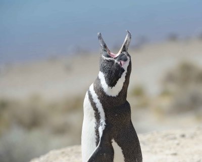 Penguin, Magellanic, calling-123011-Punta Cero, Peninsula Valdes, Argentina-#0361.jpg