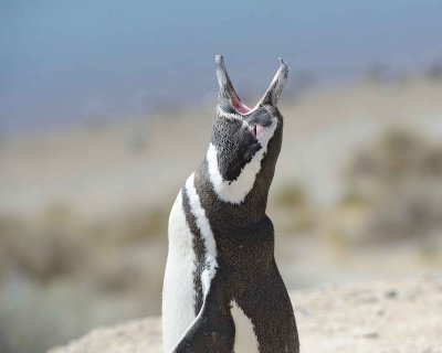 Penguin, Magellanic, calling-123011-Punta Cero, Peninsula Valdes, Argentina-#0363.jpg