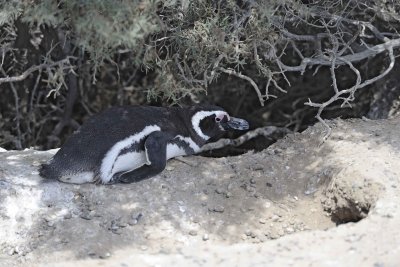 Penguin, Magellanic-123111-Punta Tombo, Argentina-#0570.jpg