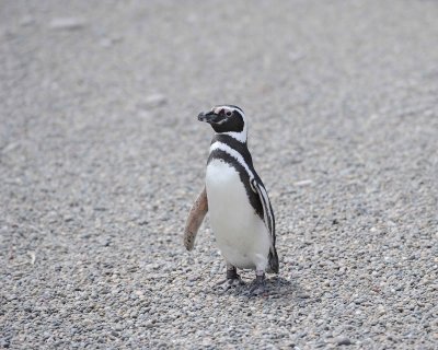 Penguin, Magellanic-123111-Punta Tombo, Argentina-#0598.jpg