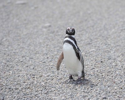 Penguin, Magellanic-123111-Punta Tombo, Argentina-#0605.jpg