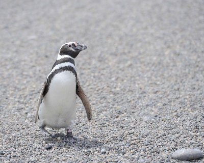 Penguin, Magellanic-123111-Punta Tombo, Argentina-#0612.jpg