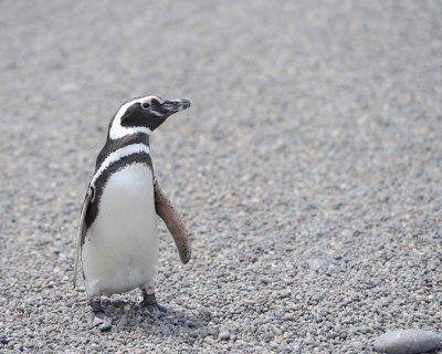 Penguin, Magellanic-123111-Punta Tombo, Argentina-#0613.jpg