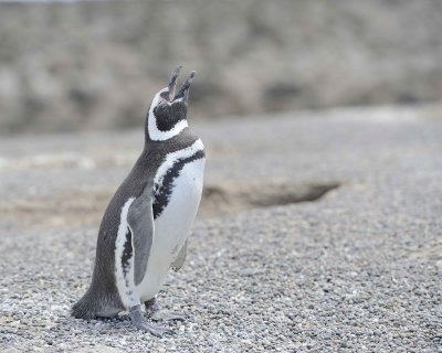 Penguin, Magellanic-123111-Punta Tombo, Argentina-#0667.jpg