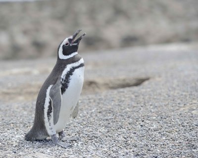 Penguin, Magellanic-123111-Punta Tombo, Argentina-#0676.jpg