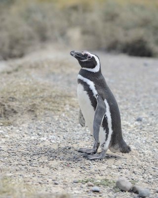 Penguin, Magellanic-123111-Punta Tombo, Argentina-#0699.jpg