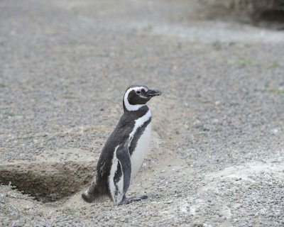 Penguin, Magellanic-123111-Punta Tombo, Argentina-#0807.jpg