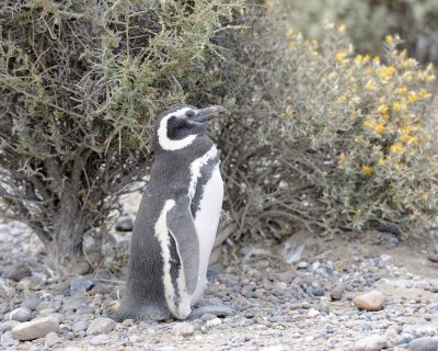 Penguin, Magellanic-123111-Punta Tombo, Argentina-#0836.jpg