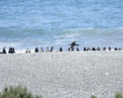 Penguin, Magellanic, Giant Petrel flying-123111-Punta Tombo, Argentina-#0431-8X10.jpg