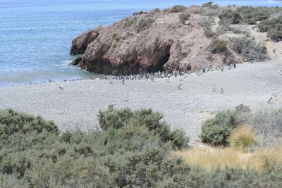 Penguin, Magellanic, coming from the ocean-123111-Punta Tombo, Argentina-#0547.jpg