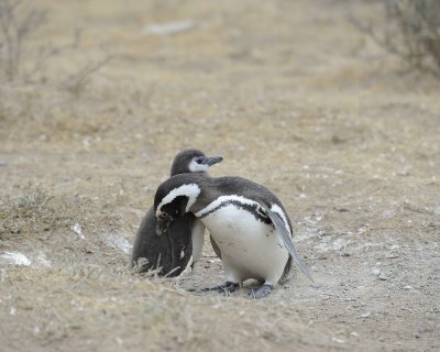 Penguin, Magellanic, w Chick-122911-Punta Cero, Peninsula Valdes, Argentina-#0739.jpg