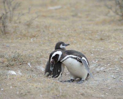 Penguin, Magellanic, w Chick-122911-Punta Cero, Peninsula Valdes, Argentina-#0741.jpg