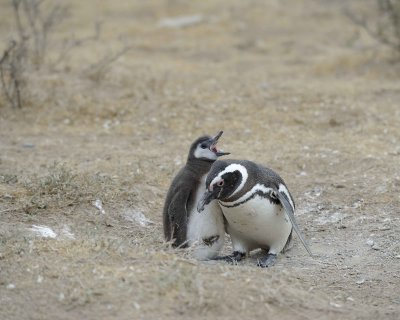 Penguin, Magellanic, w Chick-122911-Punta Cero, Peninsula Valdes, Argentina-#0764.jpg
