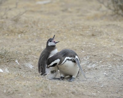 Penguin, Magellanic, w Chick-122911-Punta Cero, Peninsula Valdes, Argentina-#0768.jpg