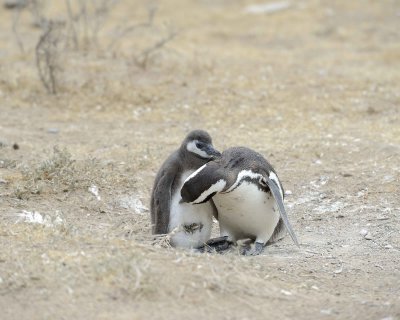 Penguin, Magellanic, w Chick-122911-Punta Cero, Peninsula Valdes, Argentina-#0801.jpg