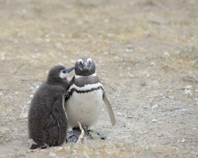 Penguin, Magellanic, w Chick-122911-Punta Cero, Peninsula Valdes, Argentina-#0821.jpg