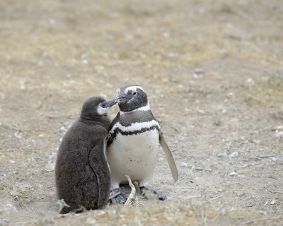 Penguin, Magellanic, w Chick-122911-Punta Cero, Peninsula Valdes, Argentina-#0829.jpg