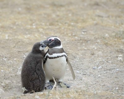 Penguin, Magellanic, w Chick-122911-Punta Cero, Peninsula Valdes, Argentina-#0831.jpg