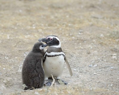 Penguin, Magellanic, w Chick-122911-Punta Cero, Peninsula Valdes, Argentina-#0833.jpg