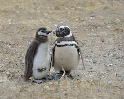 Penguin, Magellanic, w Chick-122911-Punta Cero, Peninsula Valdes, Argentina-#0874.jpg