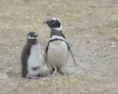 Penguin, Magellanic, w Chick-122911-Punta Cero, Peninsula Valdes, Argentina-#0904.jpg