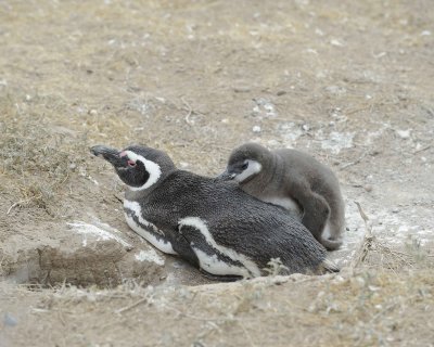 Penguin, Magellanic, w Chick-122911-Punta Cero, Peninsula Valdes, Argentina-#1177.jpg
