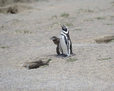 Penguin, Magellanic, w Chick-123111-Punta Tombo, Argentina-#0644.jpg