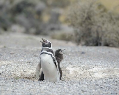 Penguin, Magellanic, w Chick-123111-Punta Tombo, Argentina-#0736.jpg