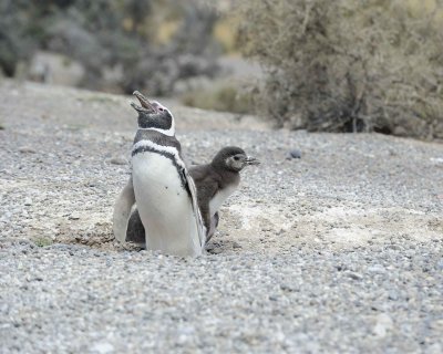 Penguin, Magellanic, w Chick-123111-Punta Tombo, Argentina-#0758.jpg