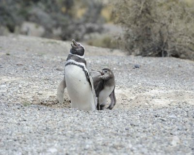 Penguin, Magellanic, w Chick-123111-Punta Tombo, Argentina-#0773.jpg