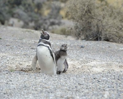 Penguin, Magellanic, w Chick-123111-Punta Tombo, Argentina-#0778.jpg