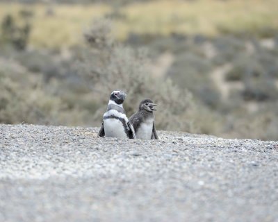 Penguin, Magellanic, w Chick-123111-Punta Tombo, Argentina-#0832.jpg