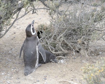 Penguin, Magellanic, w Chick-123111-Punta Tombo, Argentina-#0853.jpg