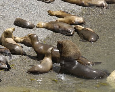 Sea Lion, Southern-010112-Punta Loma, Argentina-#0016.jpg