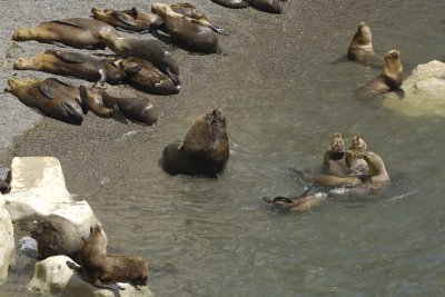 Sea Lion, Southern-010112-Punta Loma, Argentina-#0290.jpg