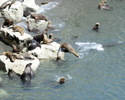 Sea Lion, Southern-010112-Punta Loma, Argentina-#0523.jpg