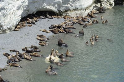 Sea Lion, Southern-010112-Punta Loma, Argentina-#0547.jpg