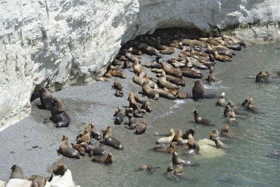 Sea Lion, Southern-010112-Punta Loma, Argentina-#0602.jpg