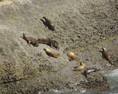 Sea Lion, Southern-122811-Punta Piramide, Peninsula Valdes, Argentina-#0004.jpg