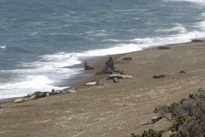 Sea Lion, Southern & Seal, Southern Elephant-122911-Punta Norte, Peninsula Valdes, Argentina-#0168.jpg