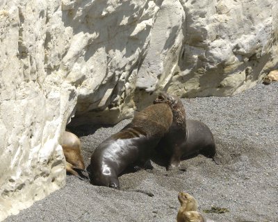 Sea Lion, Southern, 2 Bulls Fighting-010112-Punta Loma, Argentina-#0321.jpg